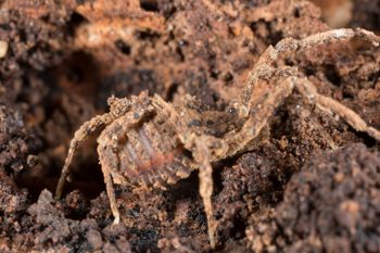 Media type: image; Invertebrate Zoology 138076